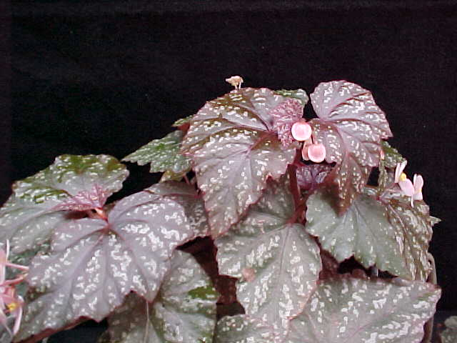 B. ‘Summer Smoke’